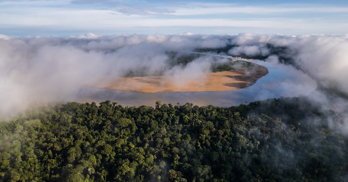 Nova área protegida uma vitória para a vida selvagem da Amazônia, People