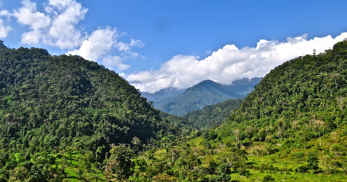 ‘A floresta me dá tudo’