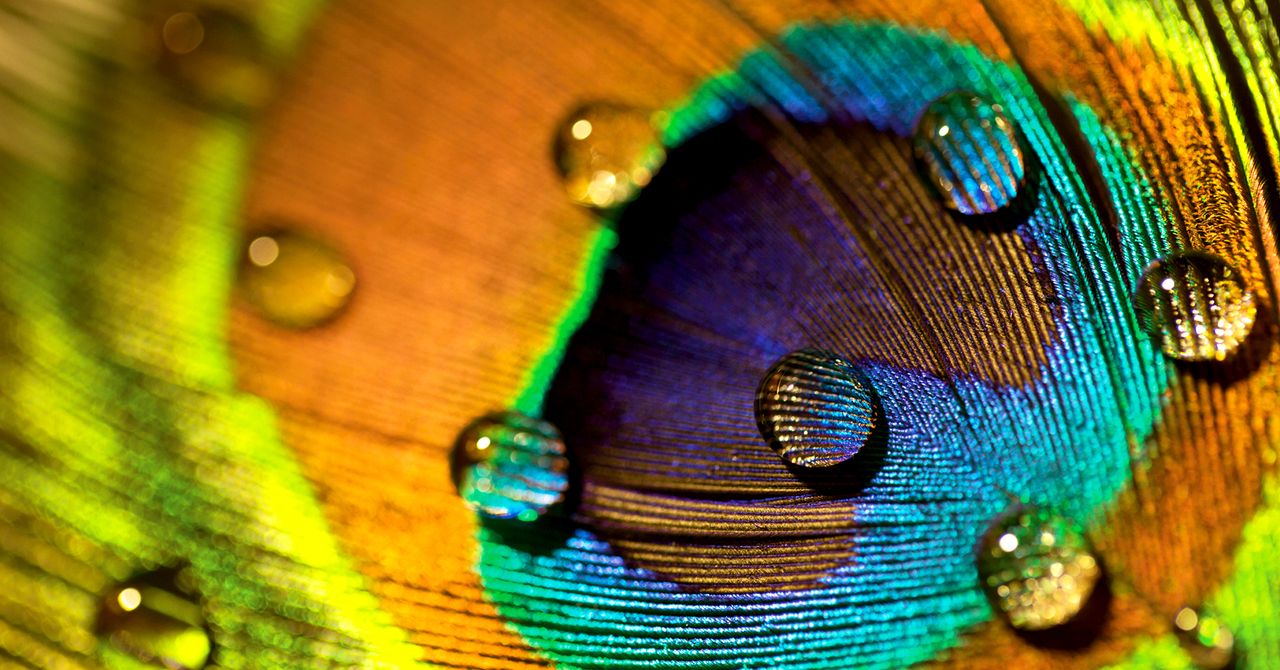 As penas de pavão são impressionantes. Eles também podem emitir vigas a laser
