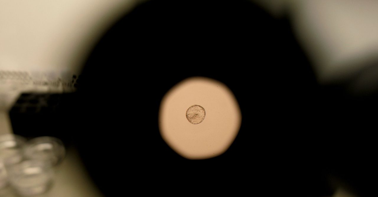 Os cientistas acabaram de pegar o implante de embriões humanos na câmera