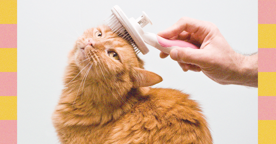 Como limpar as orelhas do seu cão e prender as unhas do seu gato – os especialistas pesam (2025)