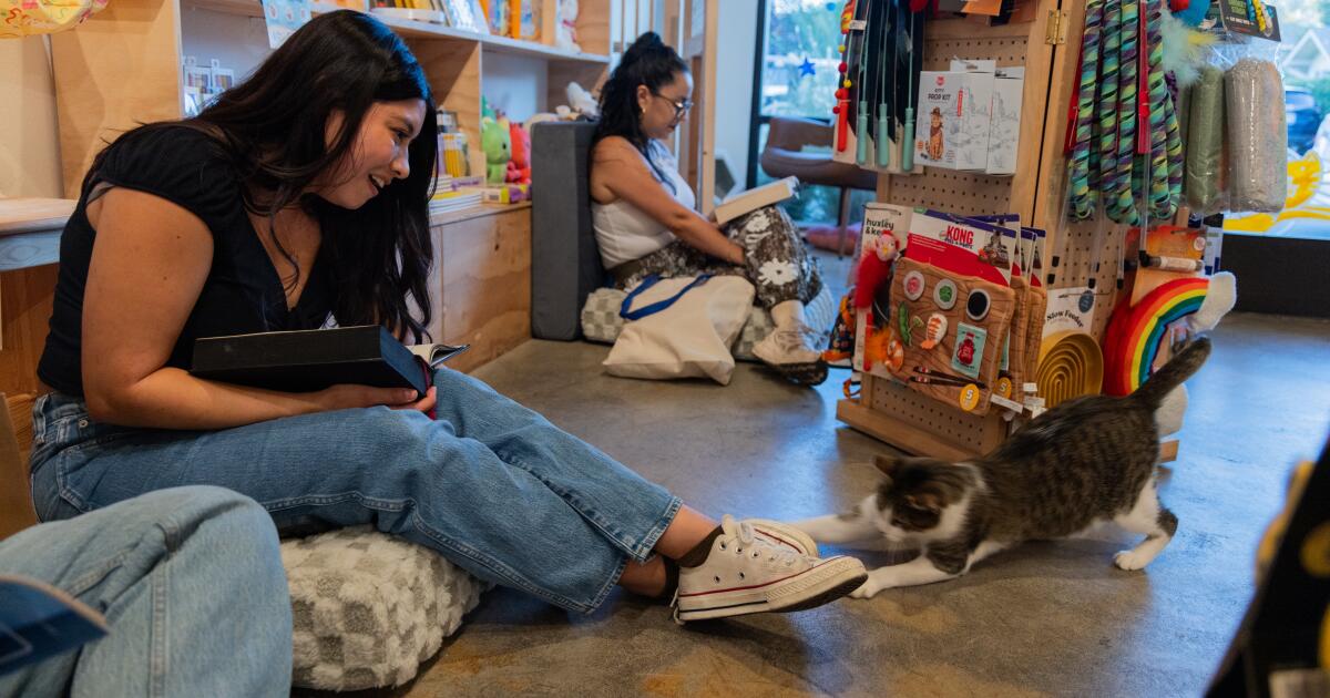 Como os eventos de leitura silenciosa de uma loja de longa praia adotam a adoção de gatinhos