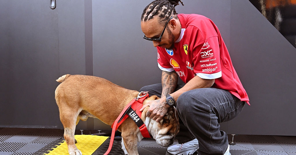 Hamilton mudou -se pelo apoio ‘esmagador’ após a morte do cachorro Roscoe