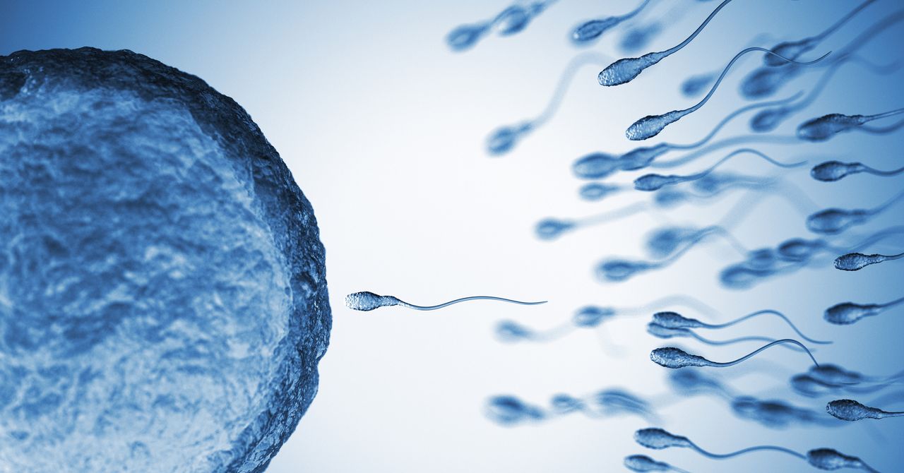 Esperma de homens mais velhos tem mais mutações genéticas