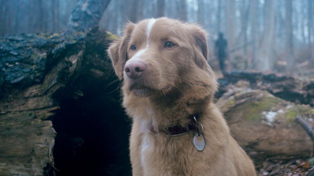 O horror centrado no cão liderado por uma nova superestrela de atuação canina