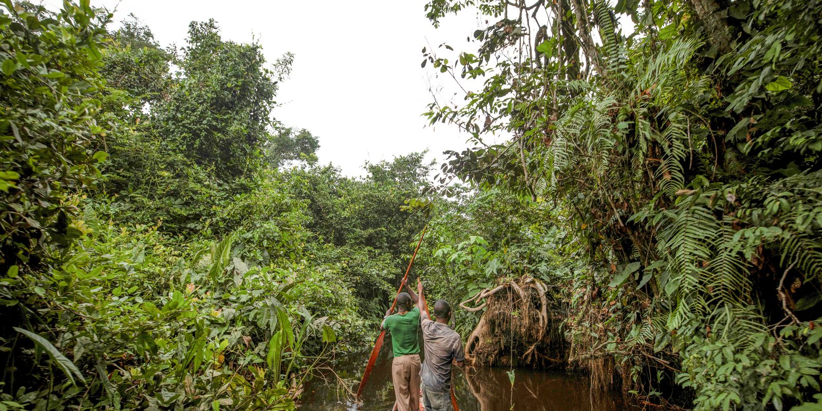 França lidera ação de US$ 2,5 bilhões para proteger floresta do Congo
