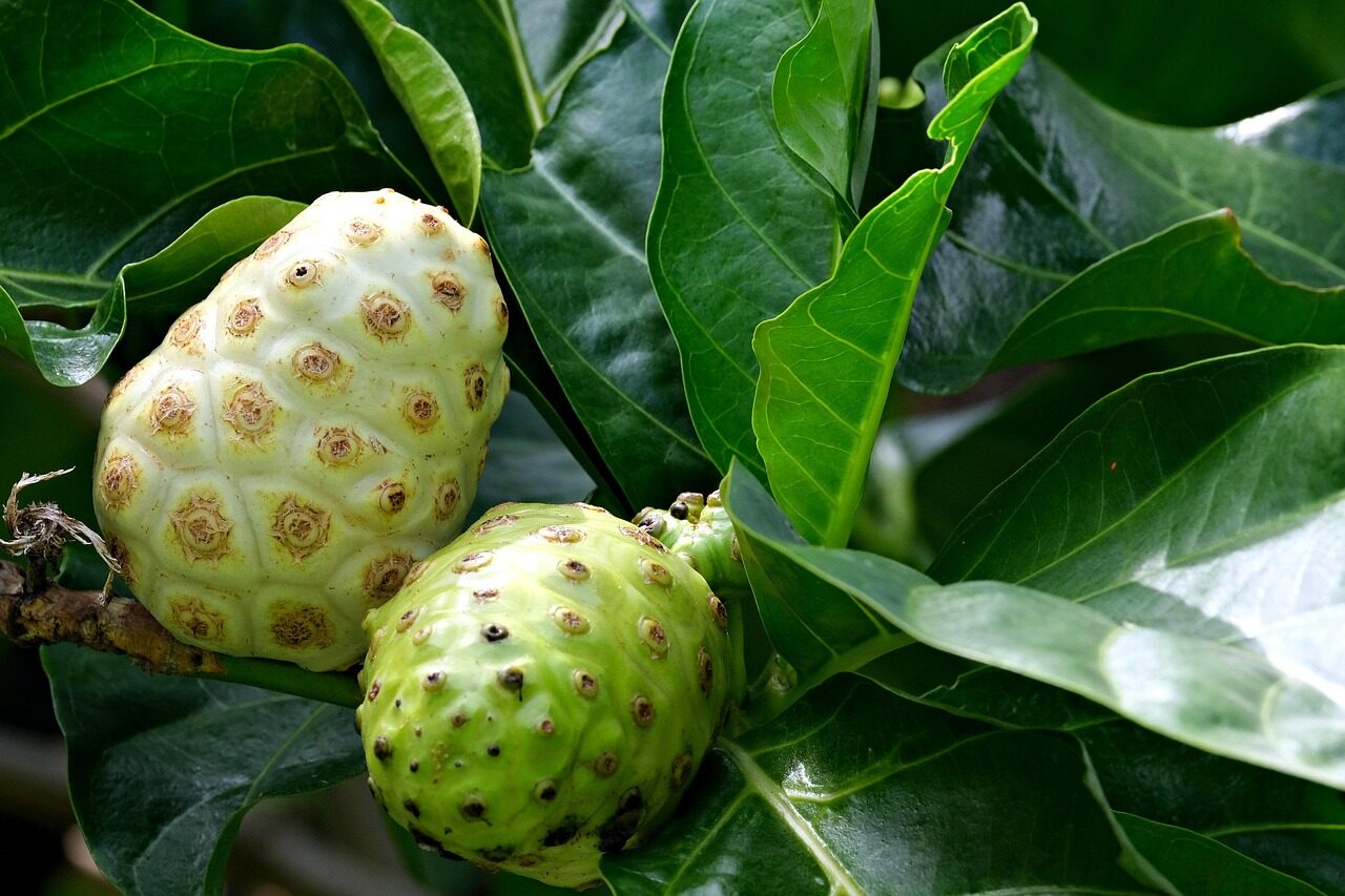 Desbloqueando os benefícios para a saúde do suco de Noni: o poder nutricional do remédio da natureza