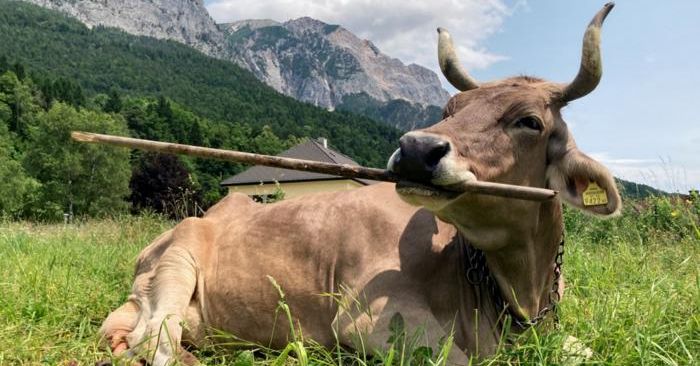 ‘Veronika’ é a primeira vaca conhecida a usar uma ferramenta