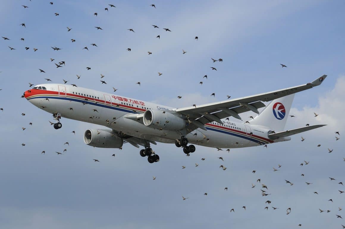 5 vídeos de ataques épicos de pássaros e os pilotos que salvaram o dia