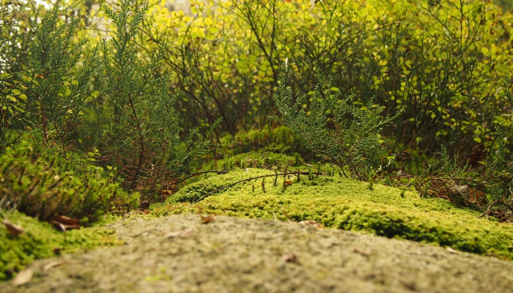 3 dicas importantes para lançar um negócio de paisagismo em 2026