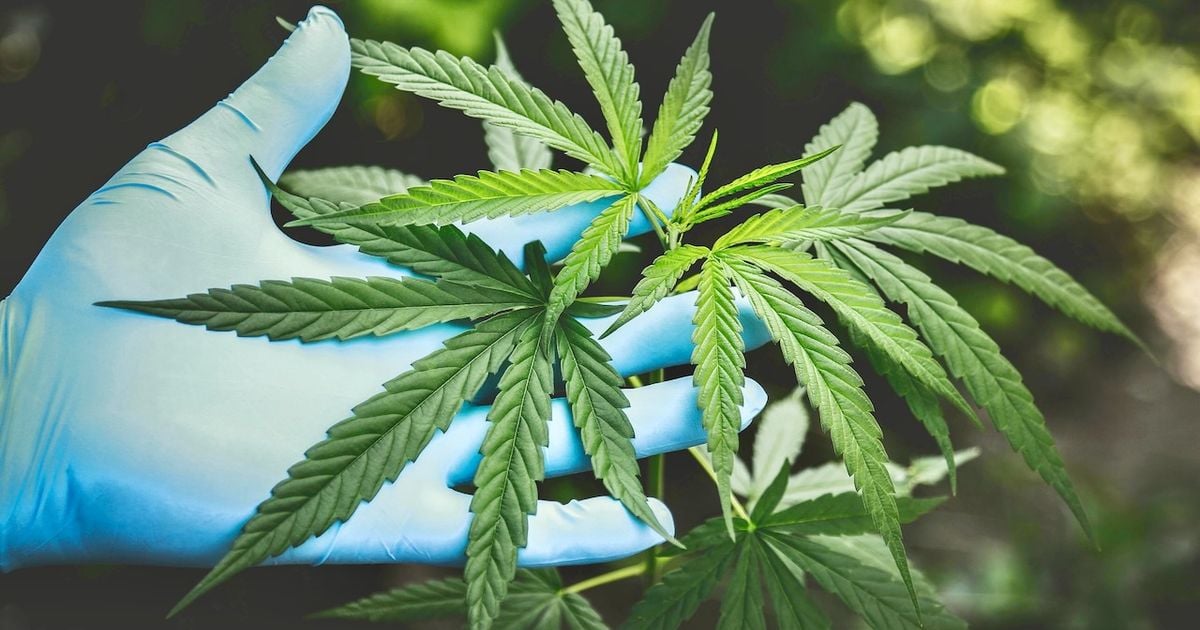 Proposta de flexibilização das leis estaduais sobre direção sob o efeito de drogas para usuários de cannabis medicinal – relatório