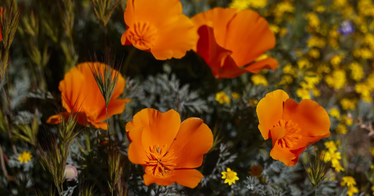 Não quer perder a floração da papoula em Antelope Valley? Agora há uma previsão