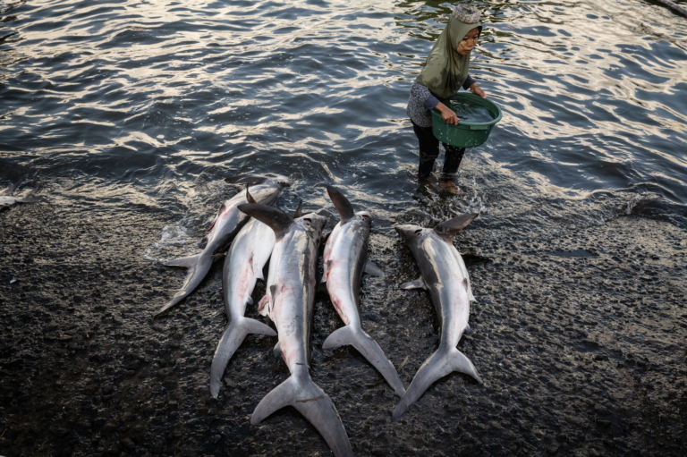 Nicole Tung sobre fotografar a sobrepesca no sudeste da Ásia: por dentro de seu projeto do Prêmio Carmignac