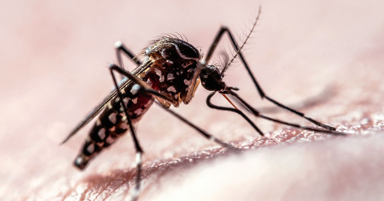 Dados da trajetória de voo mostram como os mosquitos atacam os humanos