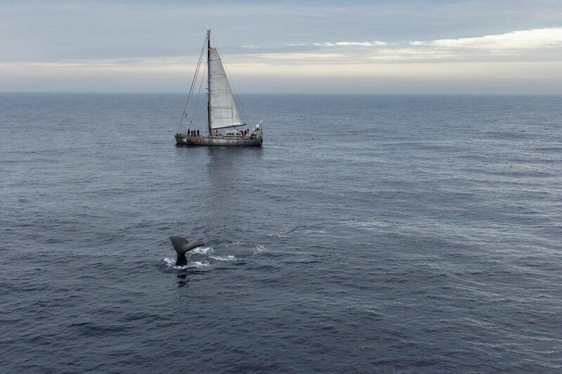 Greenpeace Canadá reage à decisão judicial da Autoridade Internacional dos Fundos Marinhos em relação à empresa canadense de mineração em águas profundas, The Metals Company