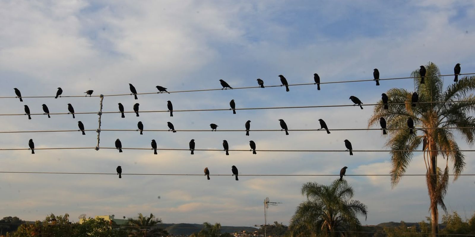 Foto de pássaros em fios elétricos vira sinfonia premiada em Cannes